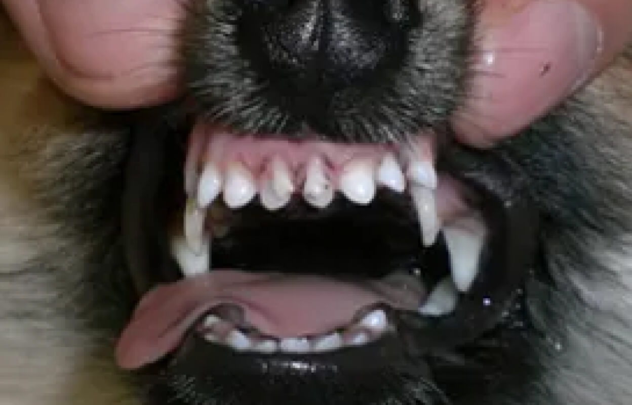 Зубы собаки